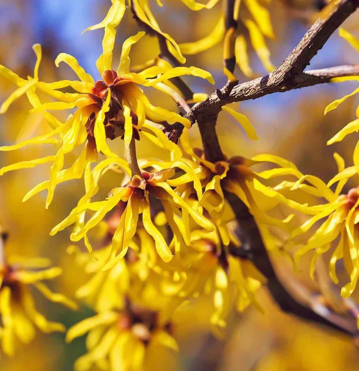 Amamelide: il rimedio naturale che aiuta davvero nel post-parto