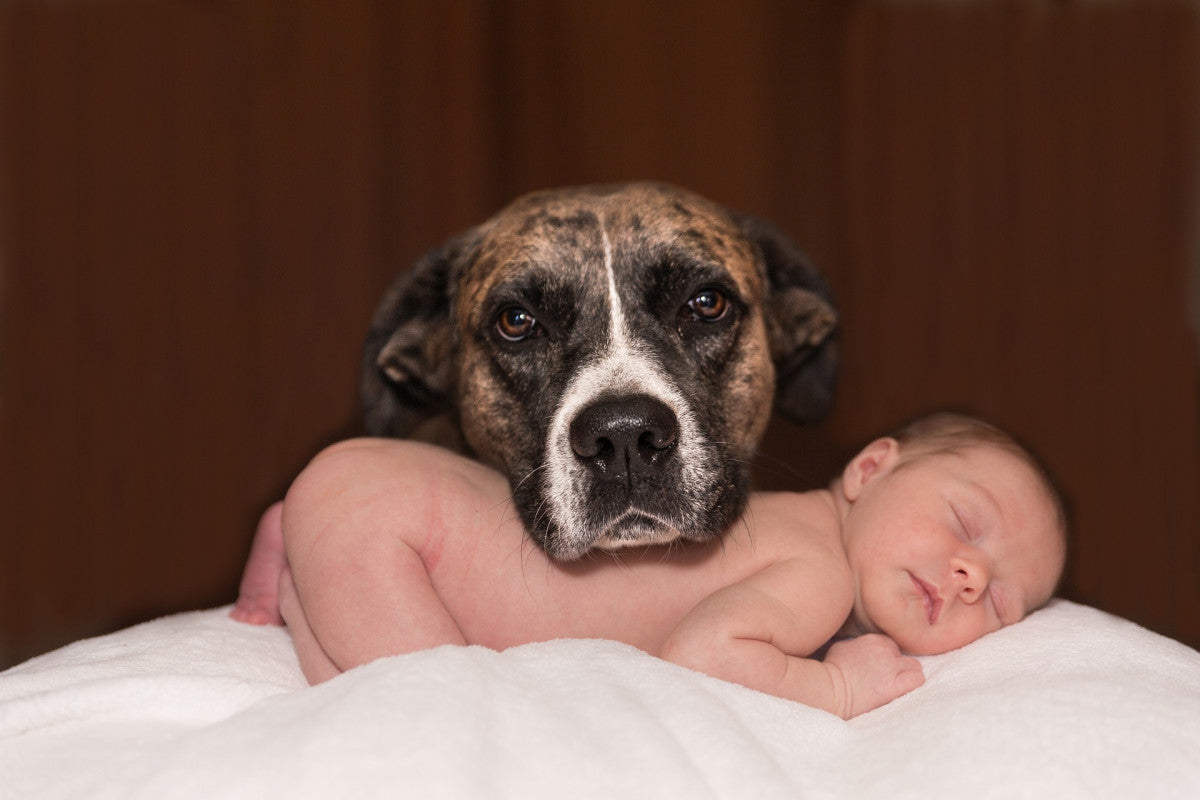 Animali domestici e neonato: come preparare il tuo pet all’arrivo del bambino